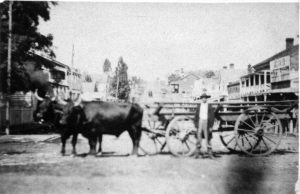 ehs00262 Oxen 2